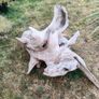 driftwood Image 3