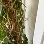 plant with plastic pot and big moss Image 2