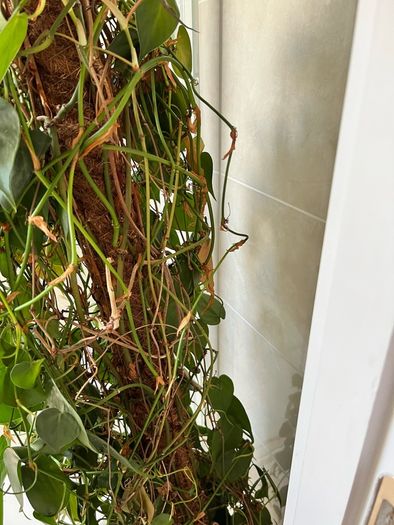 plant with plastic pot and big moss