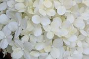 Hydrangea