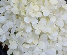 Hydrangea