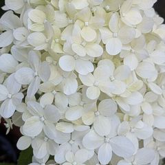 Hydrangea
