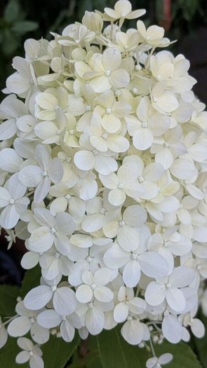 Hydrangea