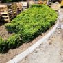 Box Hedging Image 9
