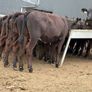 40 Aberdeen Angus Heifers Image 3