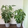 Money tree Image 3