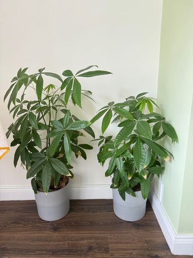 Money tree