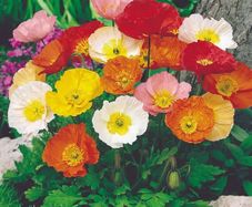 (P) Iceland Poppy Windsong F2 seeds 0.05g (432011)