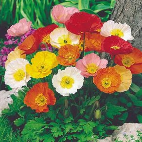 (P) Iceland Poppy Windsong F2 seeds 0.05g (432011)