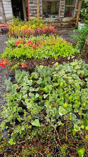 Shrubs and Garden Plants