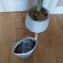 Indoor decorative Olive tree Image 4