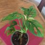Variegated Monstera Adansonii Image 3