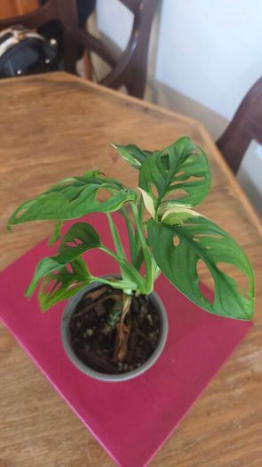 Variegated Monstera Adansonii