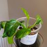 Philodendron Green Congo Hybrid ( Nuclear) Image 9