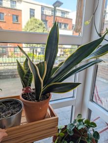 Snake Plat - 4 in one pot