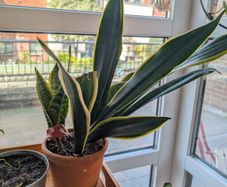 Snake Plat - 4 in one pot