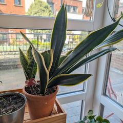 Snake Plat - 4 in one pot
