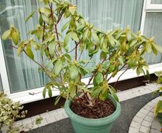 Shrubs
