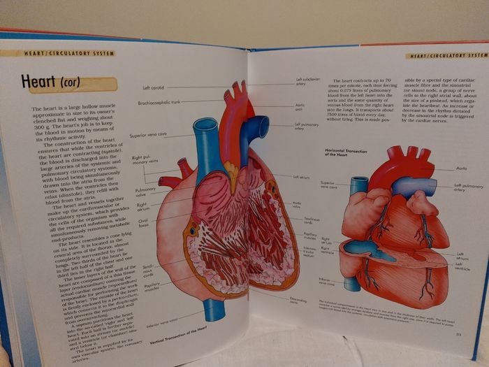 The Body Compact Knowledge Hardback Books