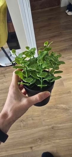 Decorative Plants