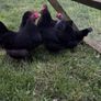 bantams Image 7