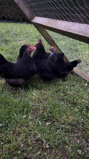 bantams