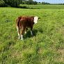 Hereford Bull Image 6
