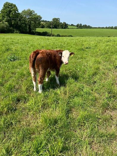 Hereford Bull