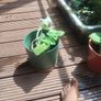 Sage Plant Image 2