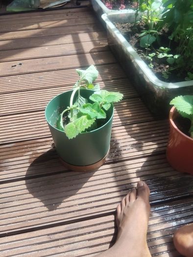 Sage Plant