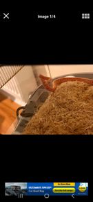 corn snake