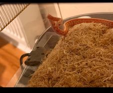 corn snake