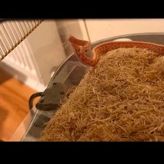 corn snake
