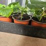 Organic cucumber plants Image 2