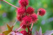 (C) Castor Oil Plant seeds 0.3g (608645)