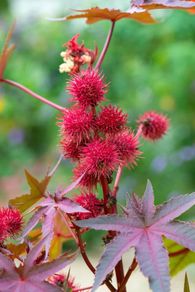 (C) Castor Oil Plant seeds 0.3g (608645)