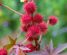 (C) Castor Oil Plant seeds 0.3g (608645)
