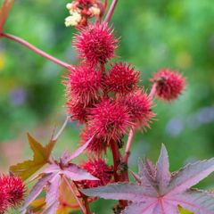(C) Castor Oil Plant seeds 0.3g (608645)