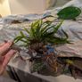 Aquarium Helicopter with Java Fern Image 3