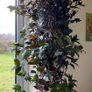 Plant - Houseplant- Tradescantia Zebrina Flame Dance Image 6