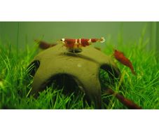 Aqua Nova N-30012 Nano shrimp start 50mm