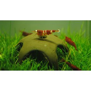 Aqua Nova N-30012 Nano shrimp start 50mm