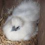 Silkie Image 2