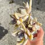 plant Image 4