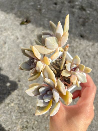 plant