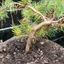 Bonsai Image 4