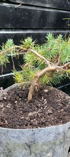 Bonsai