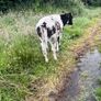 Heifers Image 3