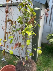 Camellia shrub