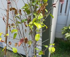 Camellia shrub